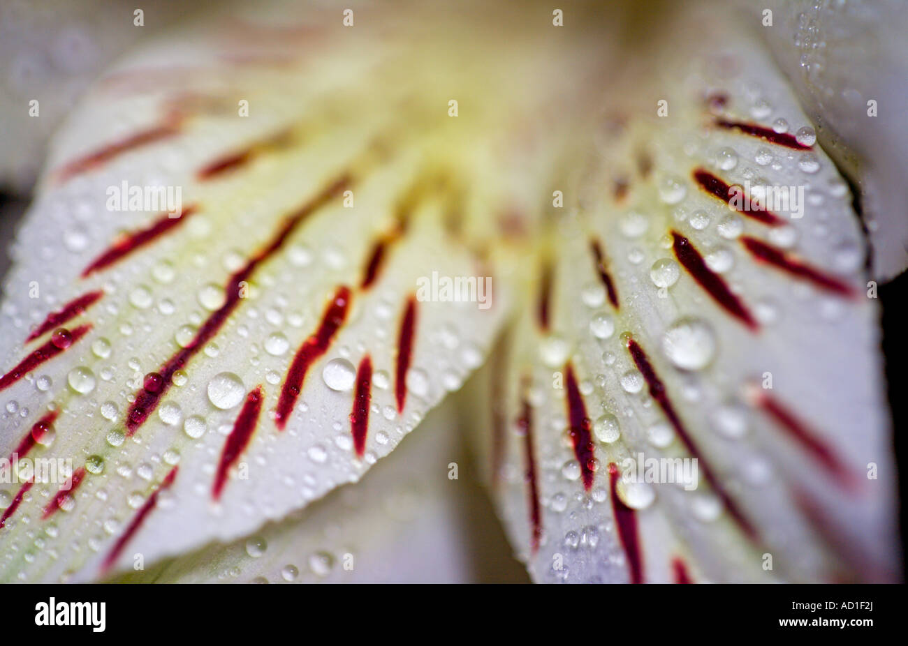 Alstroemeria Flower (peruviano Lily) Abstract Foto Stock