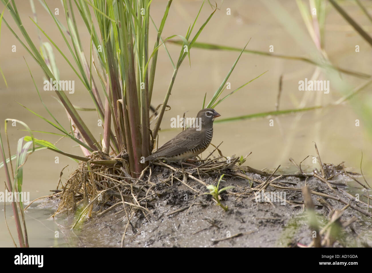 African Finch Quail Tanzania Africa Ortygospiza atricollis muelleri gara Foto Stock