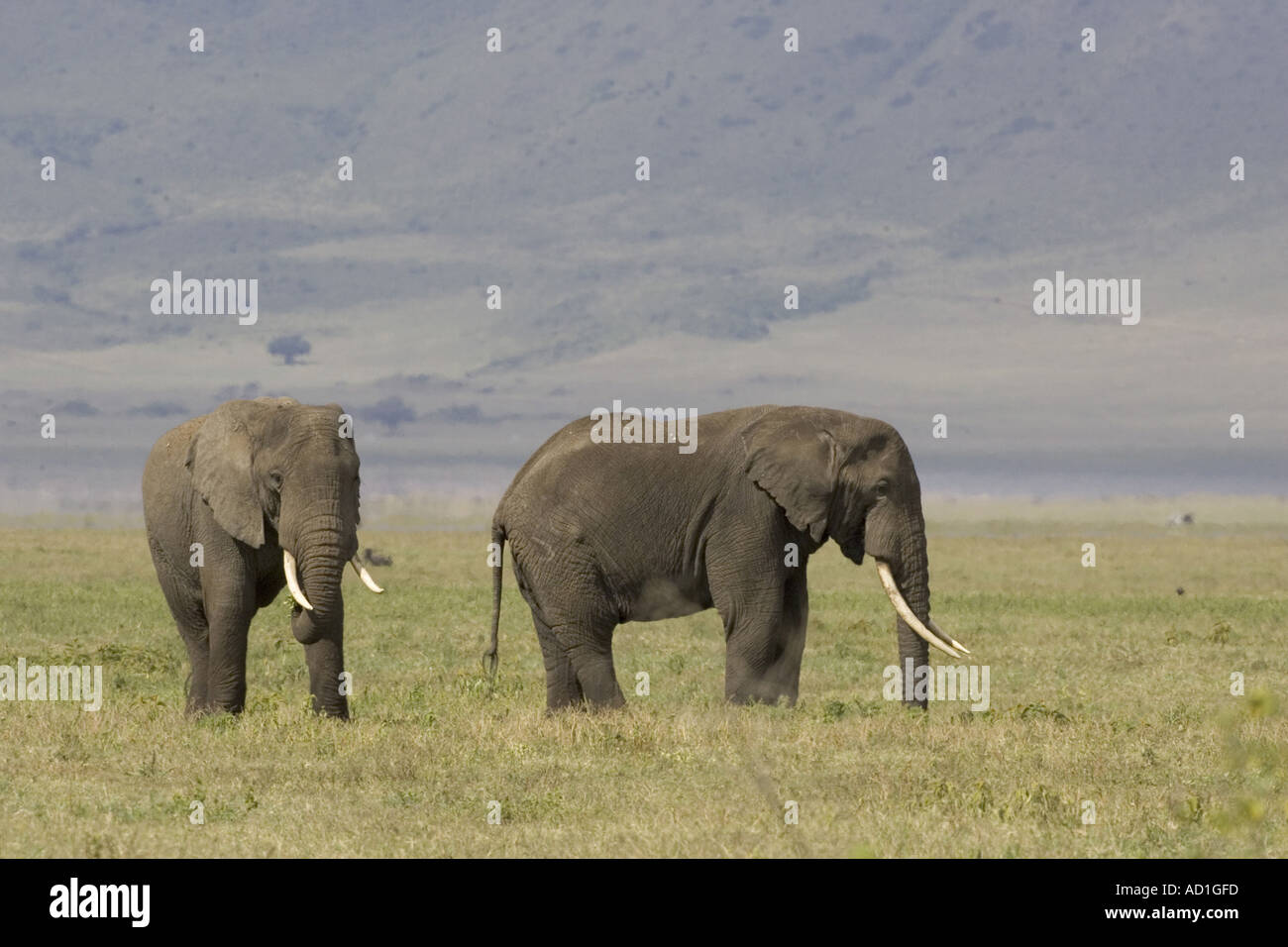 Africana di avorio di elefante brosmio tronco Loxodonta africana tori maschio Tanzania Ngorongoro Foto Stock