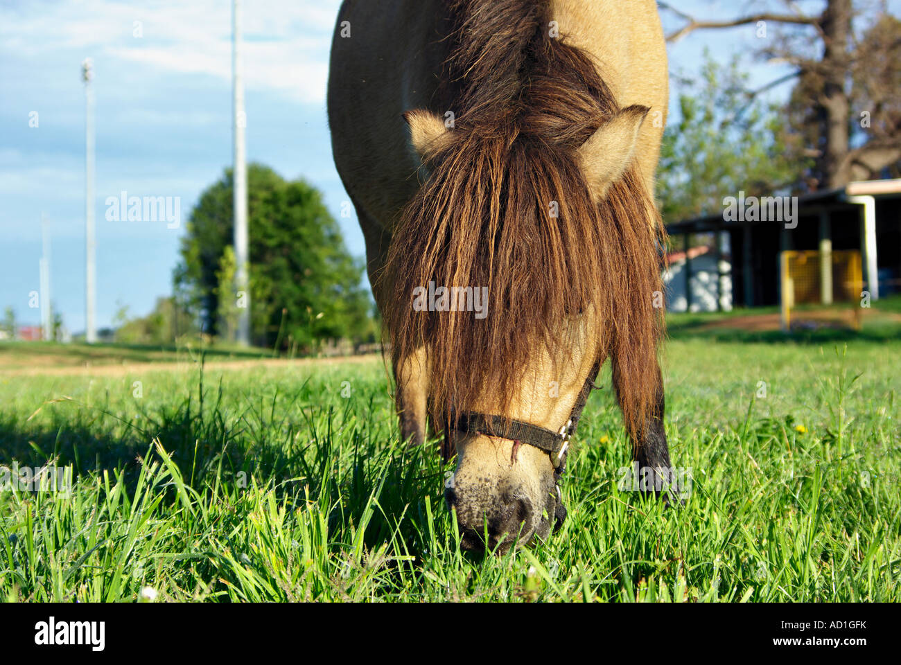Cavalli in miniatura con lunga criniera mangiare erba Foto Stock