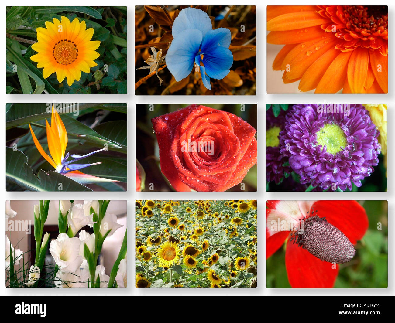 9 collage di immagini di fiori Foto stock - Alamy