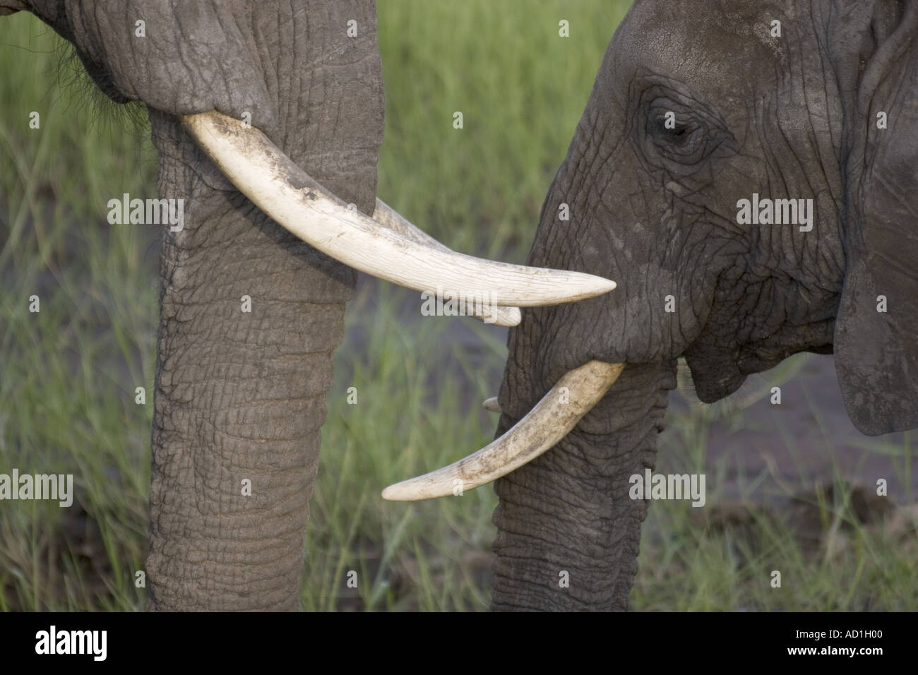 Africana di avorio di elefante brosmio tronco dente Loxodonta africana Foto Stock