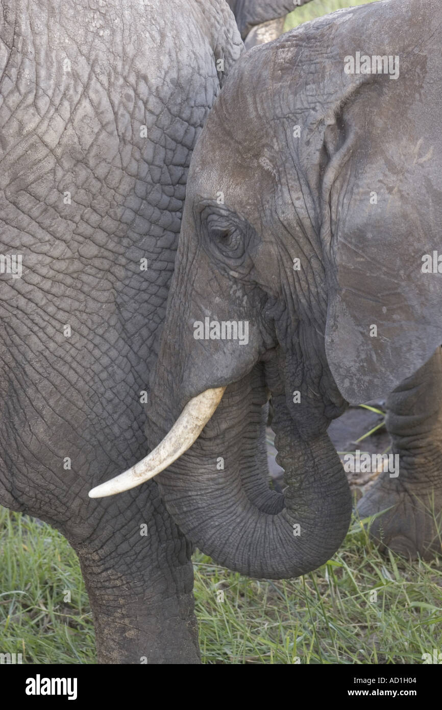 Africana di avorio di elefante brosmio dente Loxodonta africana Tanzania Tarangie Parco Nazionale Foto Stock
