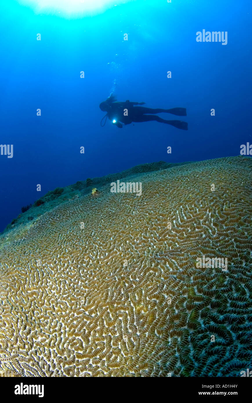 Subacqueo e cervello corallo, Isole Vergini Britanniche, BVI, subacquea, sull'oceano, sul mare, scuba diving, acqua azzurra, acqua chiara, vita marina Foto Stock