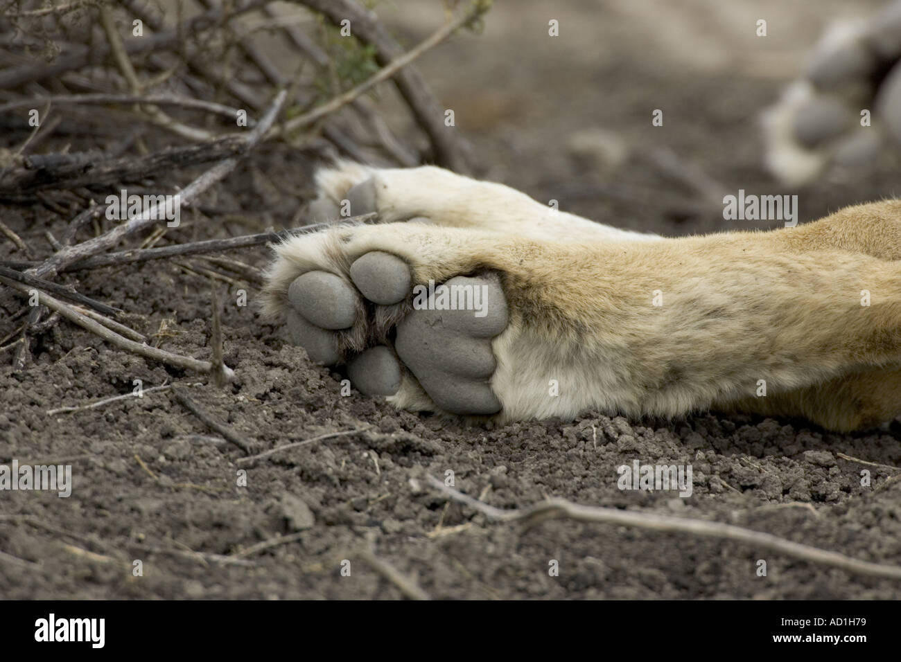 Lion paw piede PANTHERA LEO Africa Tanzania Foto Stock