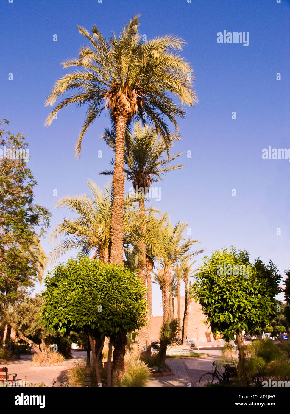Palme ,Eglise des Saints-Martyrs,,marrakech marocco Foto Stock
