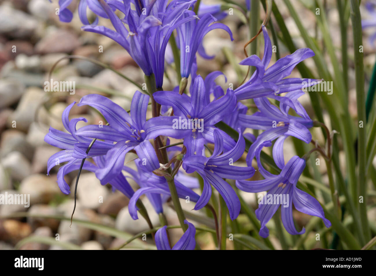Vibranti fiori blu di Ixiolirion tataricum, famiglia delle Amaryllidaceae, che fioriscono in un giardino roccioso. Originario dell'Asia. Foto Stock