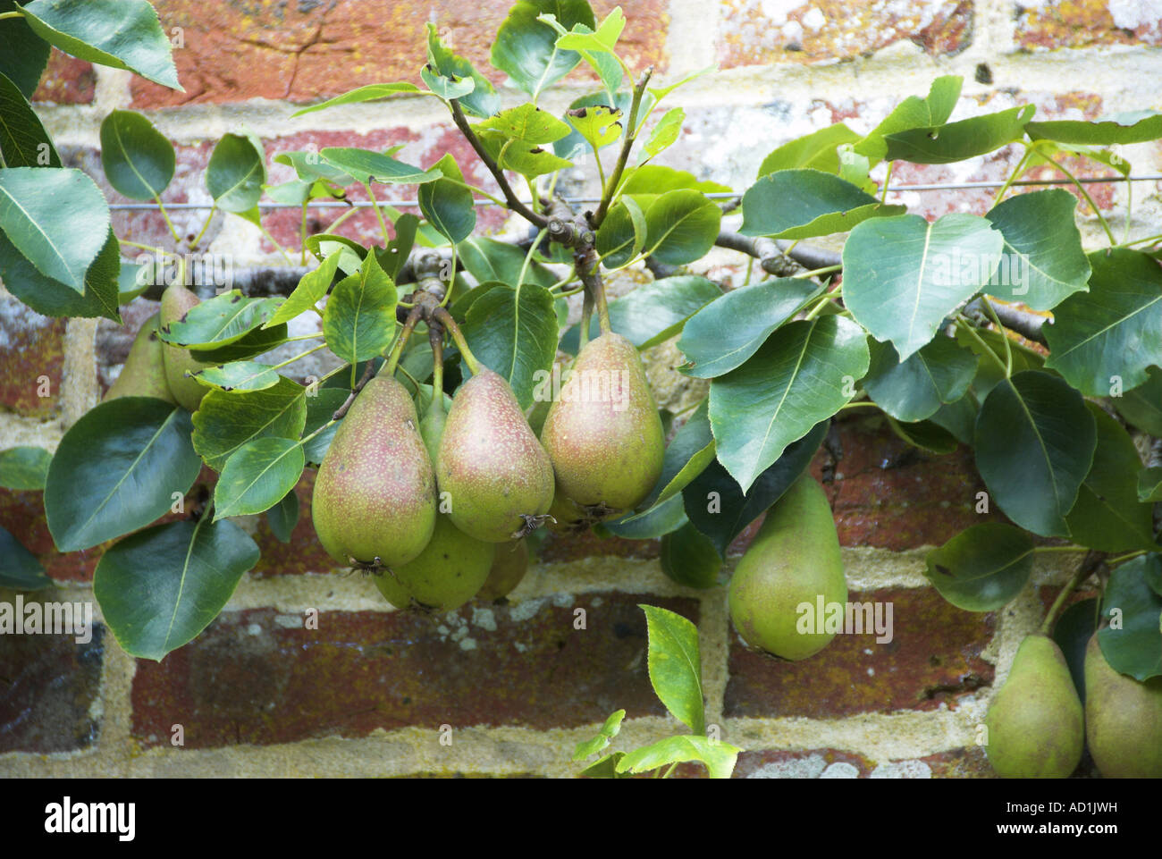 Addestrato a spalliera vicario di pera di winkfield la maturazione dei frutti che crescono in giardino murato Inghilterra Agosto Foto Stock