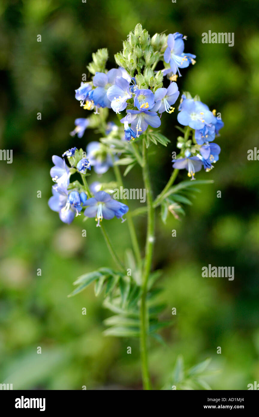 Polemoniaceae Polemonium caeruleum Asia America Europa Foto Stock
