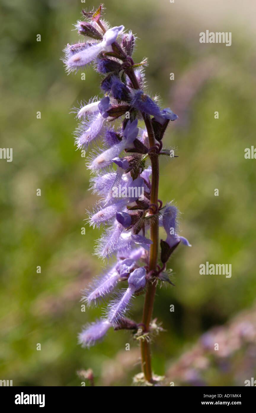 Salvia jurisicii immagini e fotografie stock ad alta risoluzione Alamy