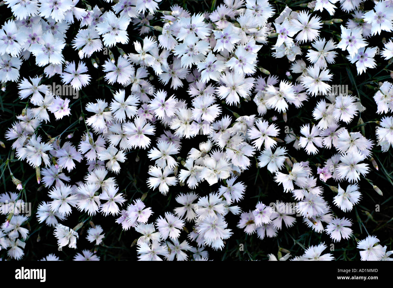 Tappeto di piccole bianco rosa plowers Caryophyllaceae Dianthus Plumarius Europa Foto Stock