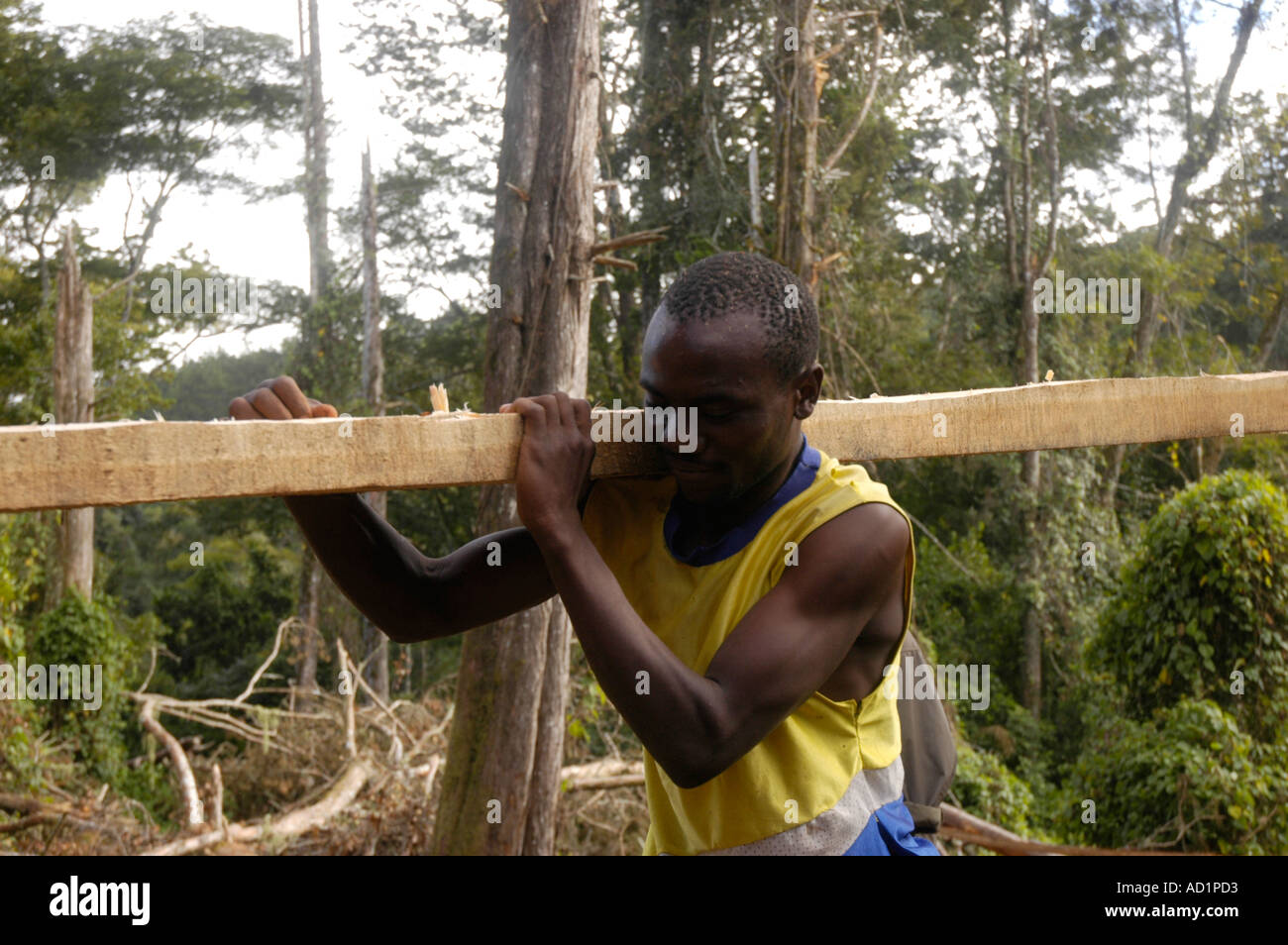 Operazione di registrazione in legno duro misto bosco sopra Zomba Malawi Foto Stock