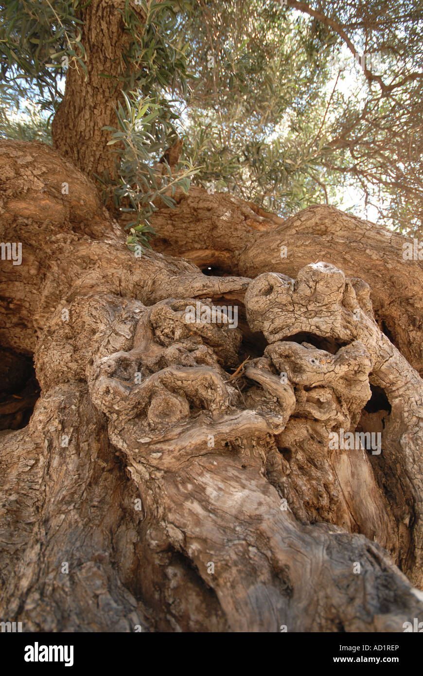 Creta tre mila anni vecchio Olivo in Ano Vouves nella provincia di Hania Foto Stock