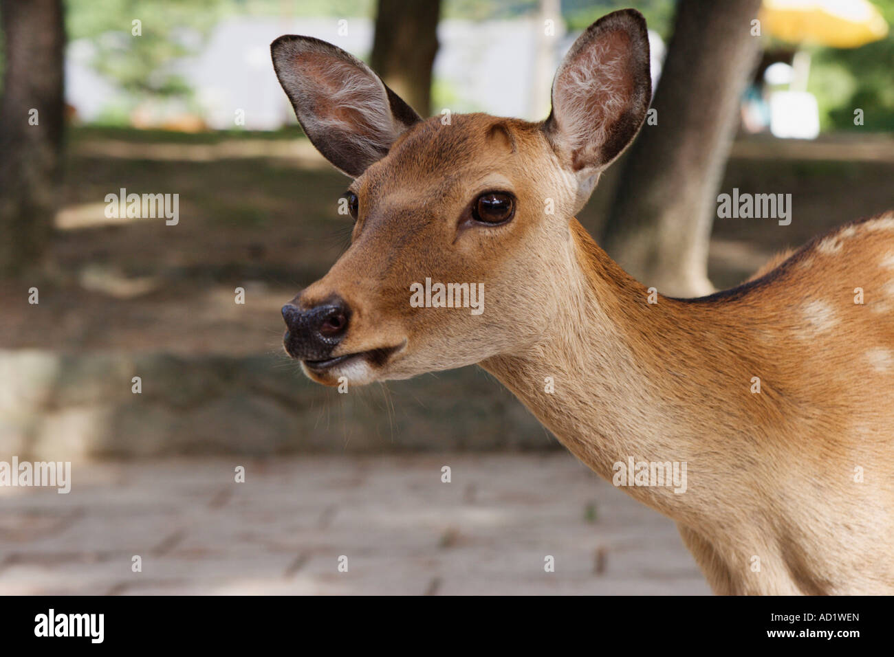 Ritratto di sika cervo (Cervus nippon) al Parco di Nara, Nara, regione di Kansai, Giappone Foto Stock