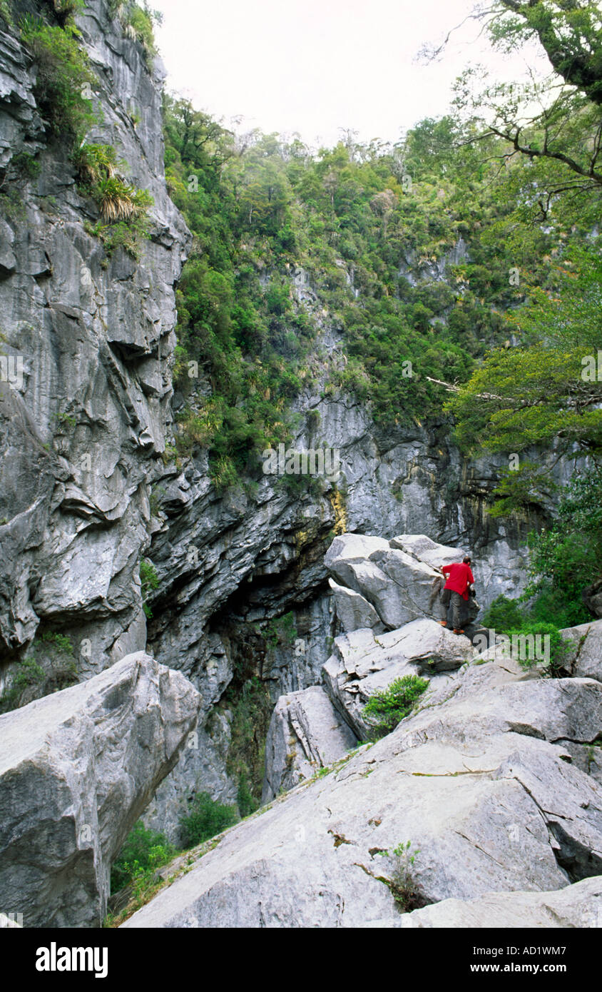 Foro Harwoods Parco Nazionale Abel Tasman vicino a Motueka Tasman Isola del Sud della Nuova Zelanda Foto Stock