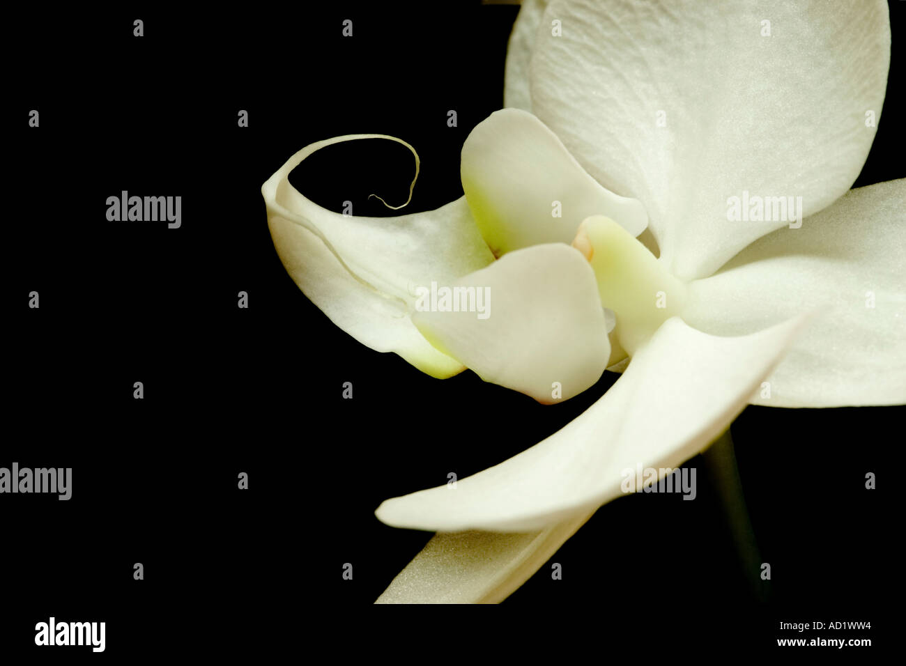 Single white orchid flower Foto Stock