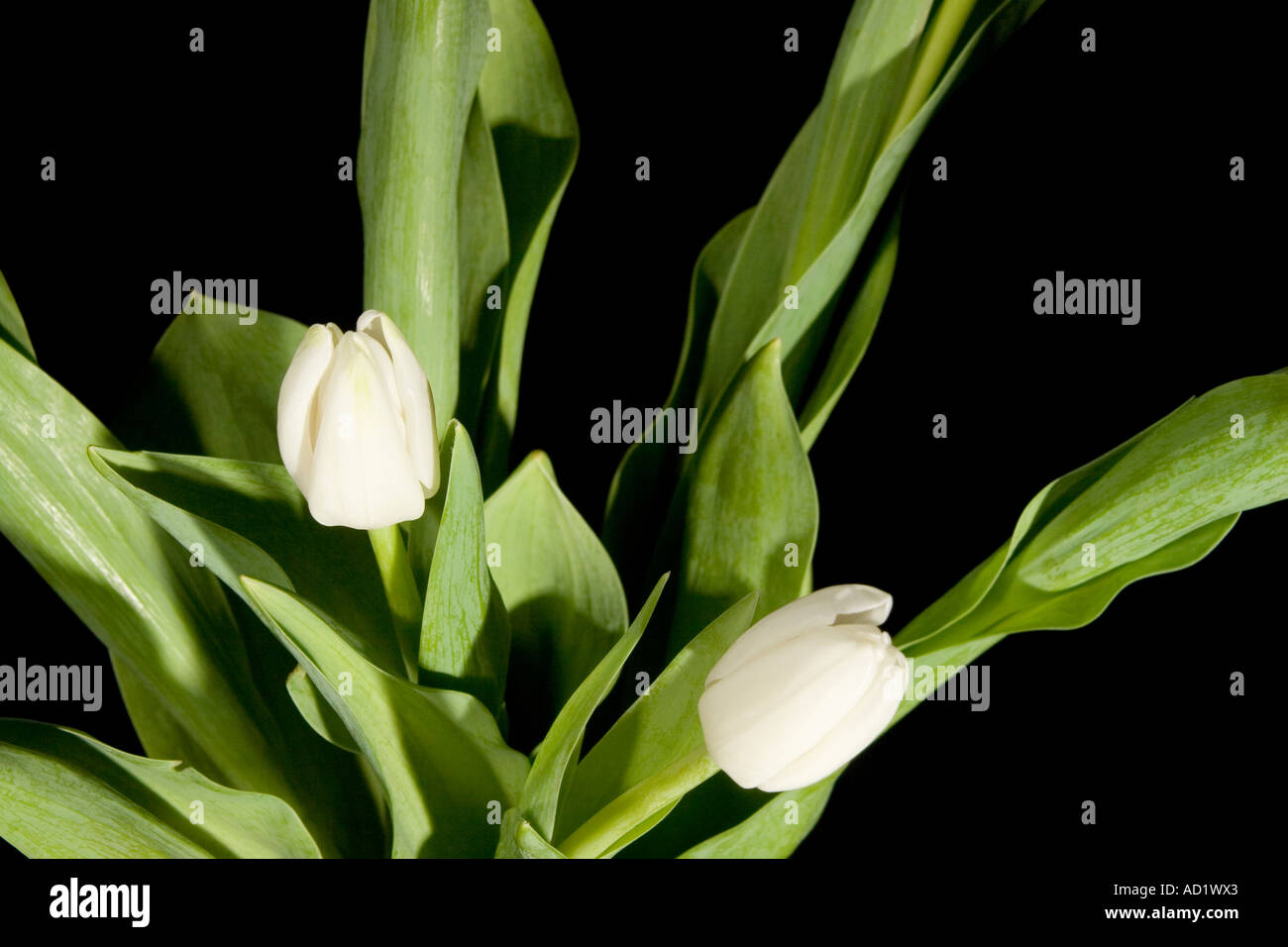 Tulipani bianchi Foto Stock