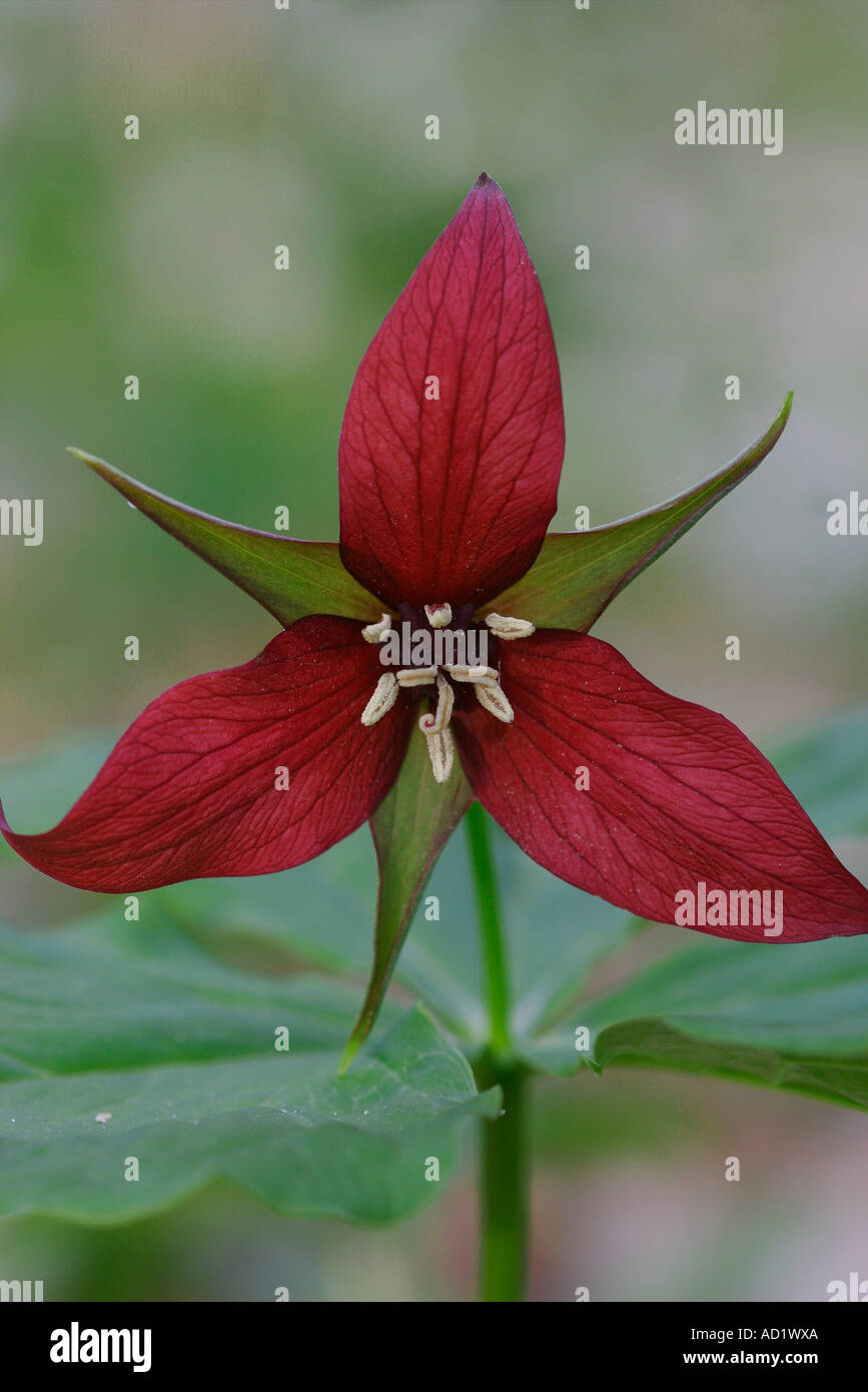 Rosso (Trillium Trillium erectum l.), Ontario , Canada Foto Stock