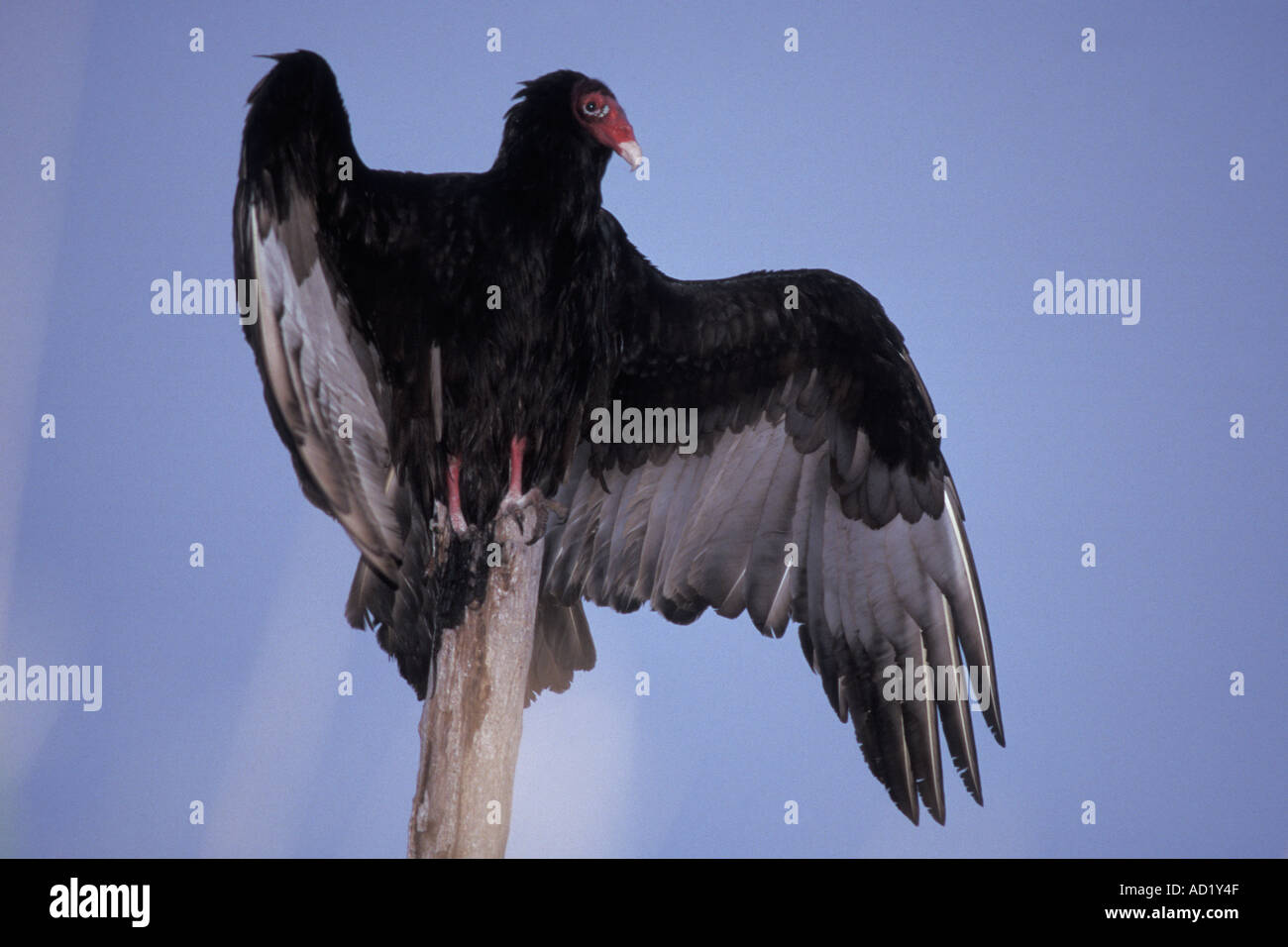 La Turchia vulture Cathartes aura asciugando le sue ali Everglades National Park Florida Foto Stock