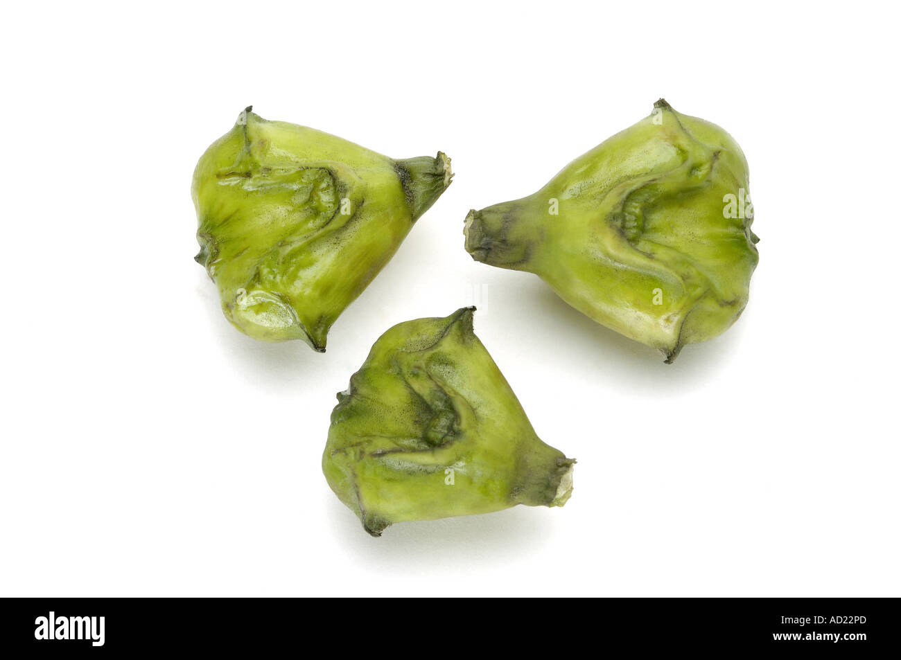 HMA71764 tre colori verde acqua castagno frutta alimentare su sfondo bianco Foto Stock