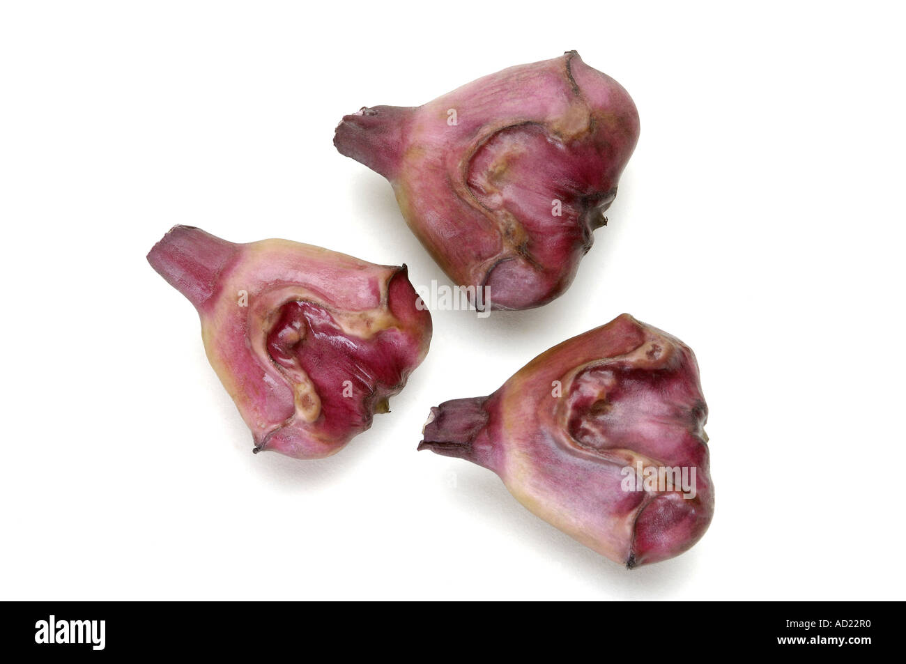 HMA71766 tre colori rosso acqua castagno frutta alimentare su sfondo bianco Foto Stock