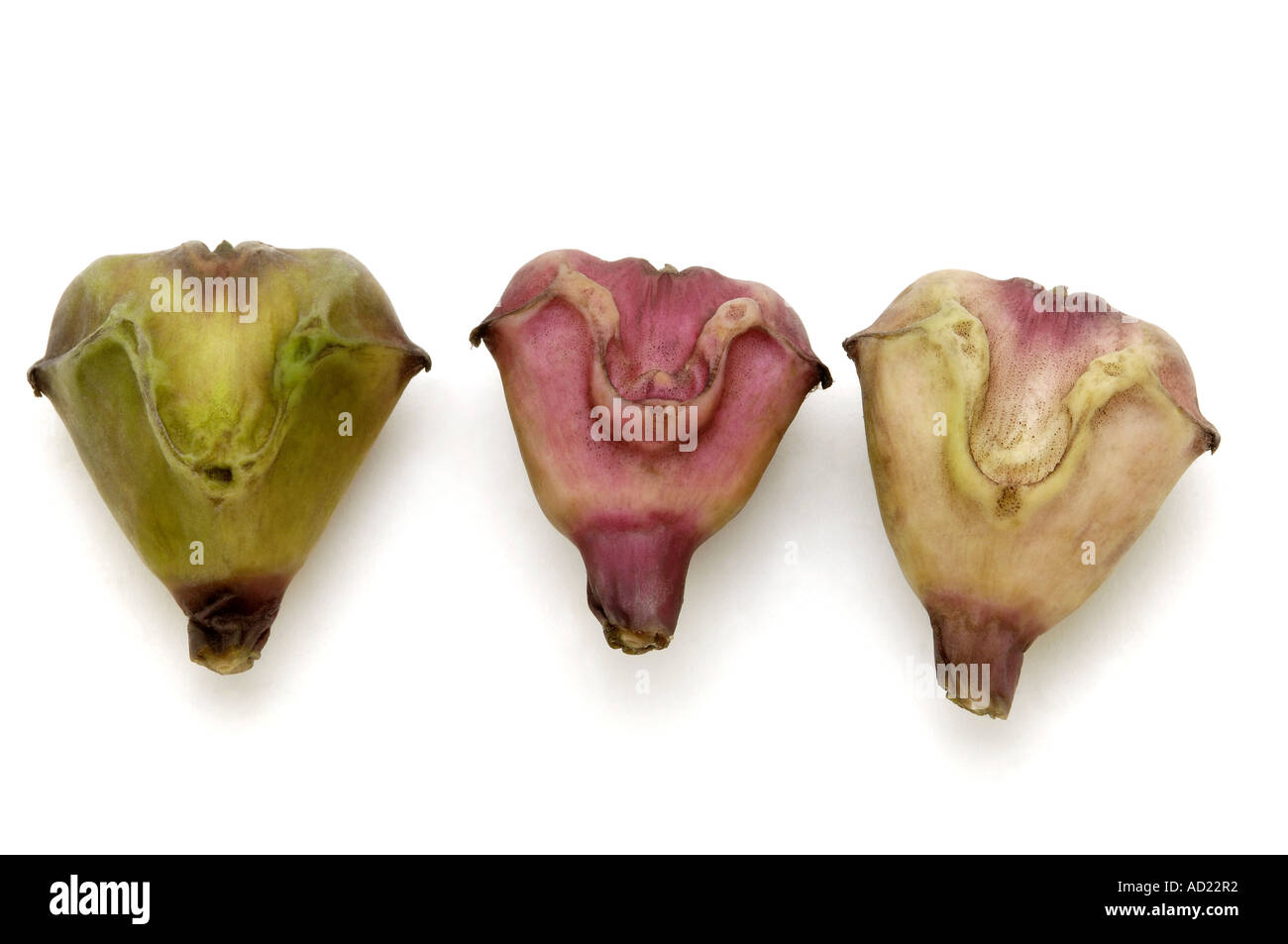 HMA71768 tre acqua castagno frutta alimentare su sfondo bianco Foto Stock