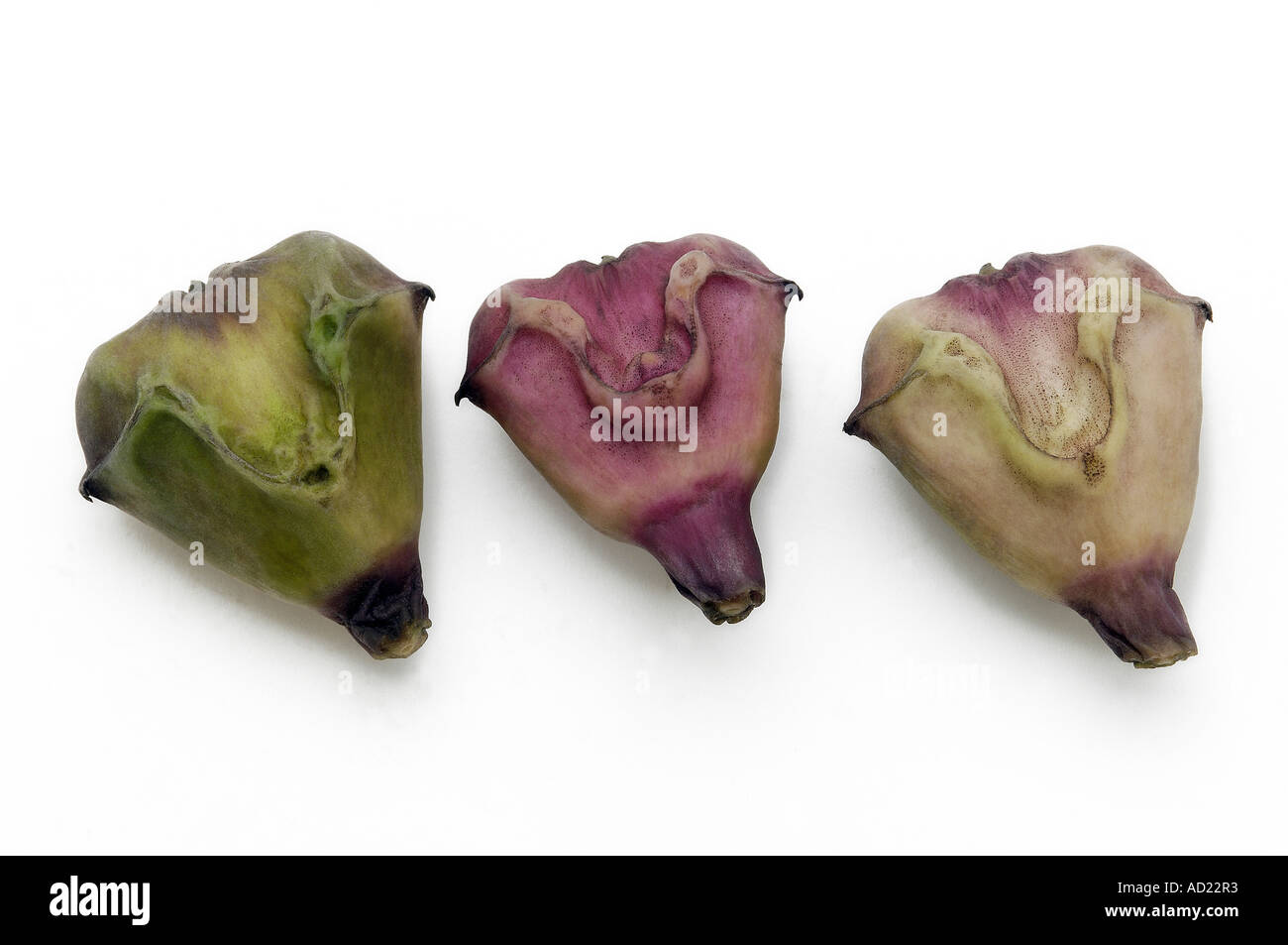 HMA71769 tre acqua castagno frutta alimentare su sfondo bianco Foto Stock