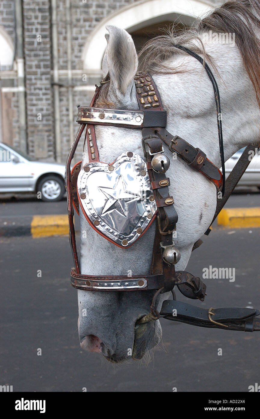 ASB72964 cavallo con il paraocchi al Gateway of India Mumbai India Maharashtra Foto Stock