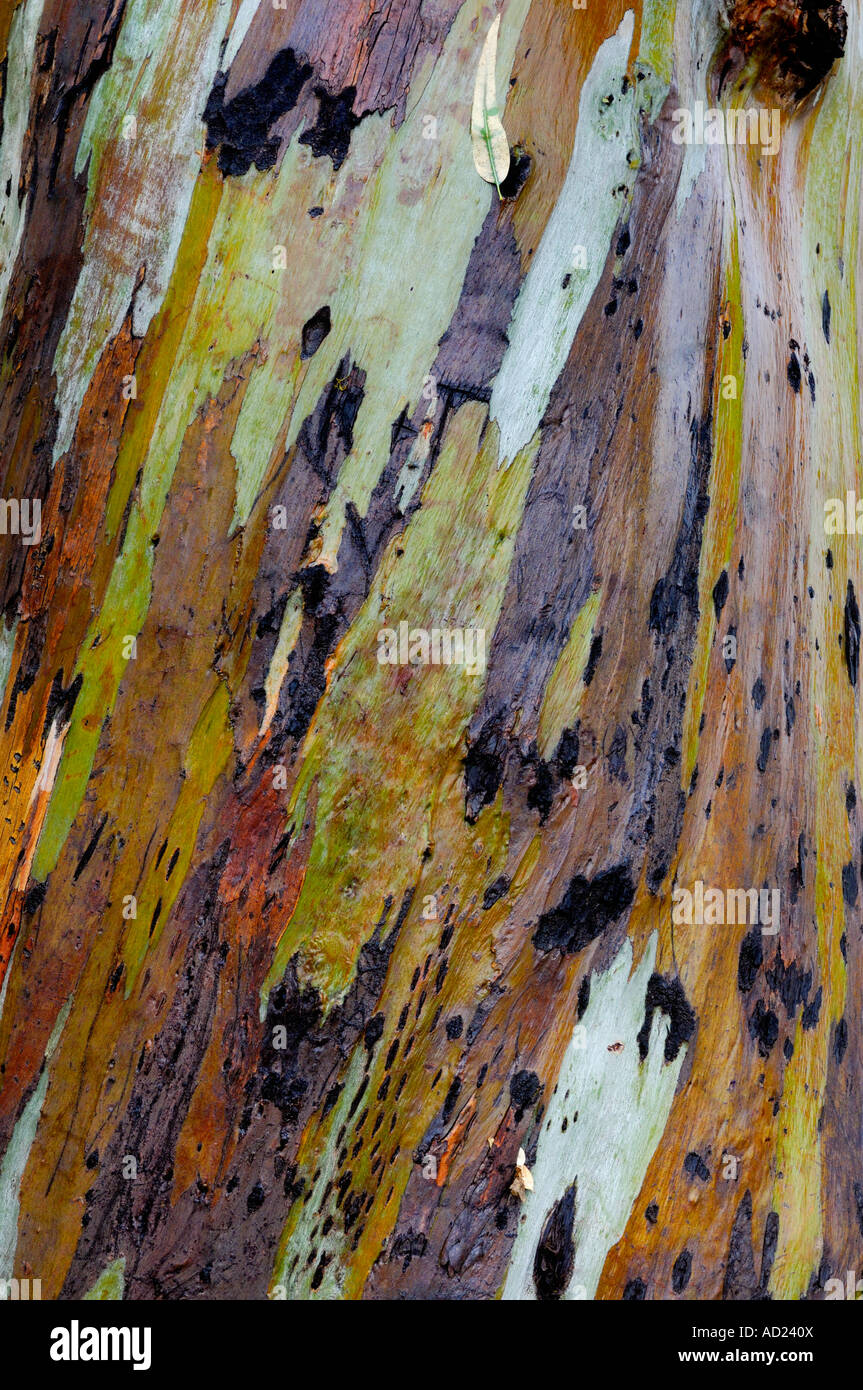 Eucalipto corteccia closeup sfondo texture Foto Stock