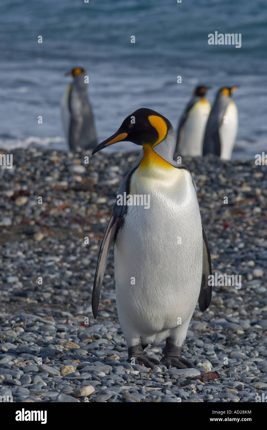 Re pinguini sulla spiaggia Foto Stock