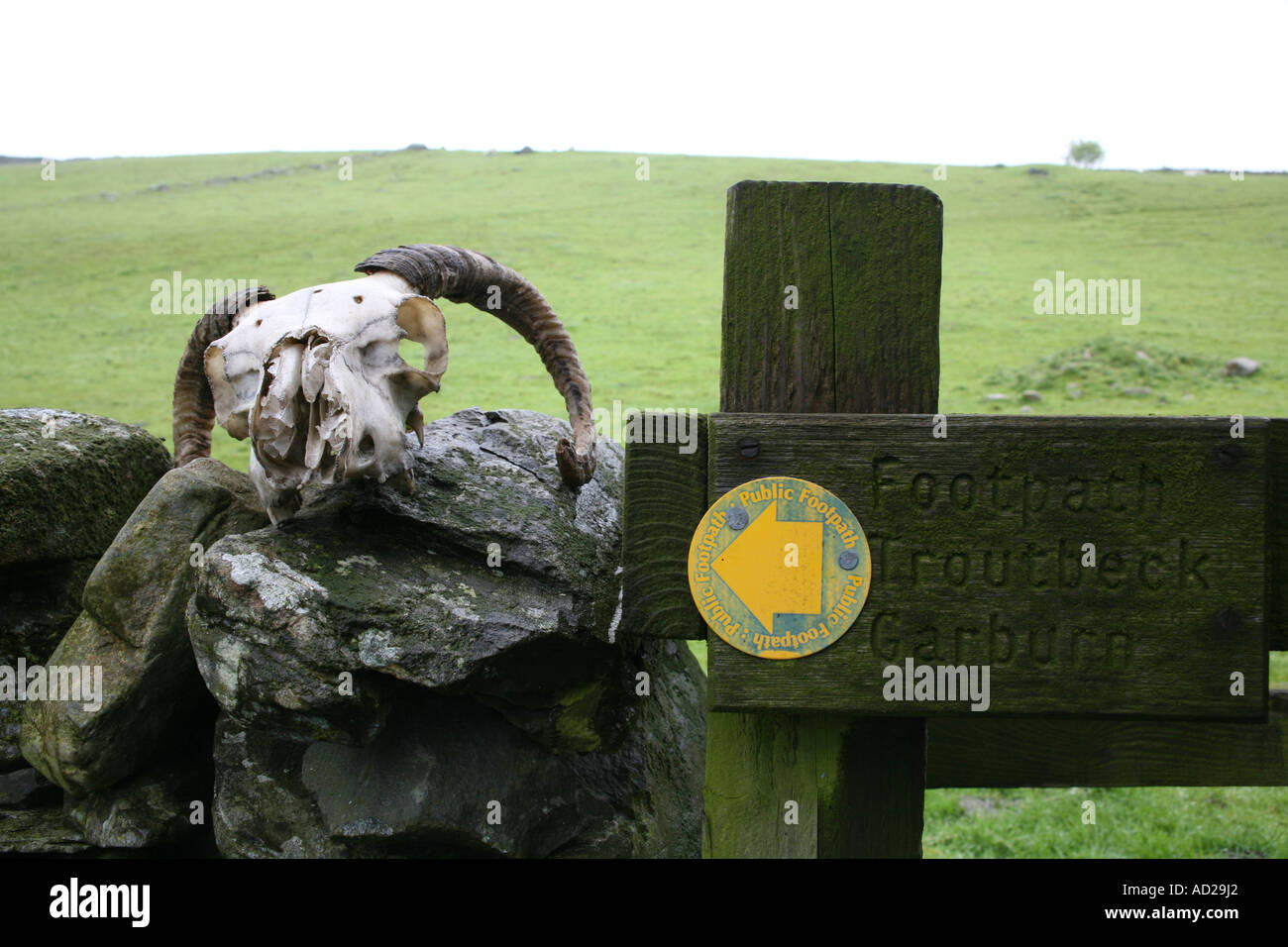 Cranio di pecora sulla pietra a secco parete vicino il sentiero nel Lake District, Cumbria, Inghilterra Foto Stock