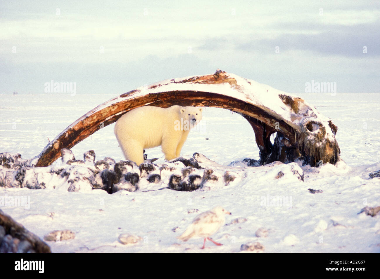 Orso polare Ursus maritimus custodendo bowhead whale carcassa Balaena mysticetus 1002 pianura costiera ANWR Alaska Foto Stock