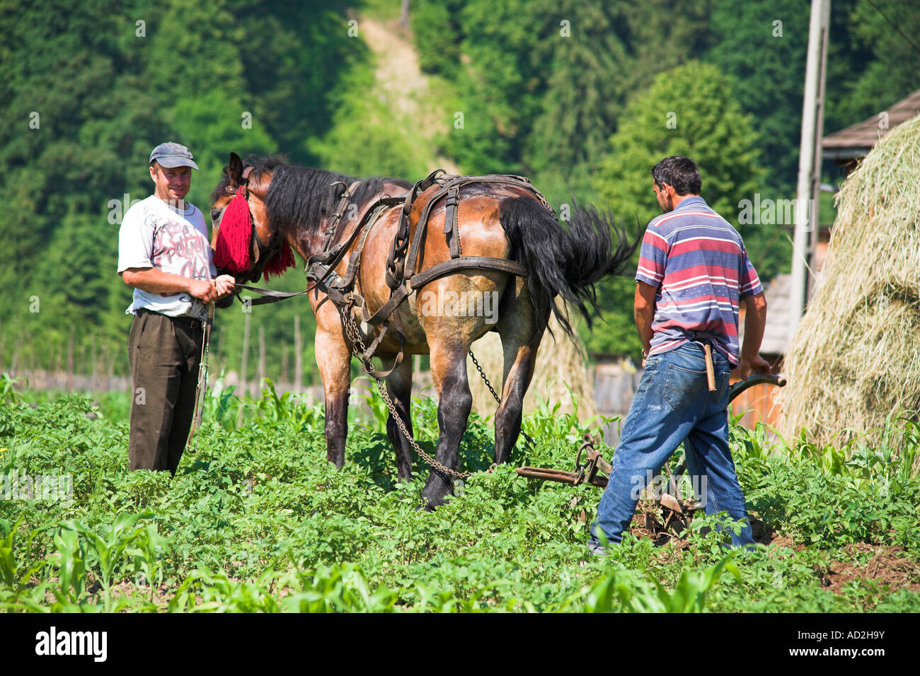 Gli agricoltori campo di aratura con un cavallo, vicino, Moldovita Bucovina, Moldavia, Romania Foto Stock