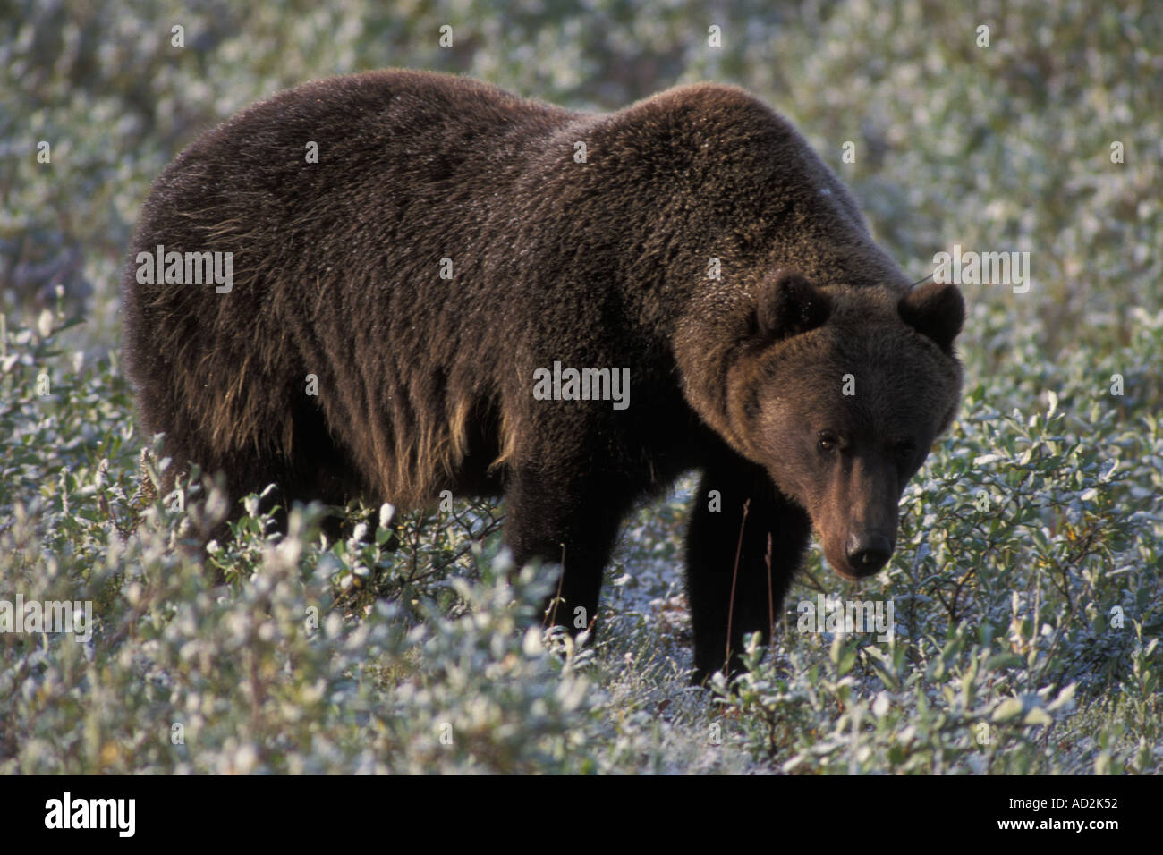 Orso grizzly Ursus horribils orso bruno Ursus arctos versante nord del Brooks Range Alaska Foto Stock