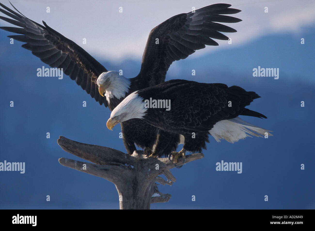 Aquile calve Haliaeetus leuccocephalus condividendo una macchia sul driftwood Kachemak Bay centromeridionale Alaska Foto Stock