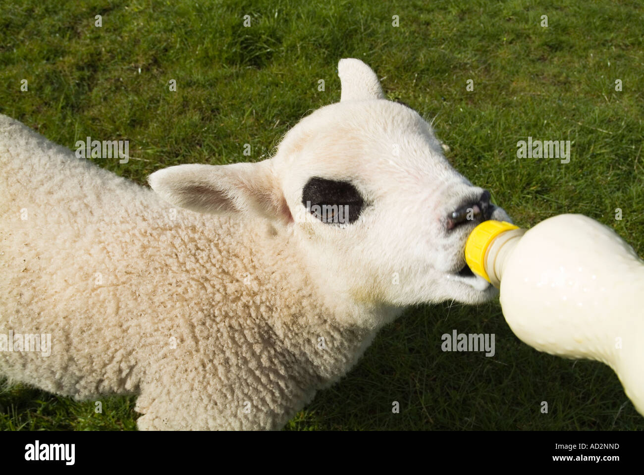 dh mano che alimenta agnelli PECORA AGNELLO UK Orphan succhiando da latte biberon nutrito allevamento agnelli scozzesi mungitura Foto Stock