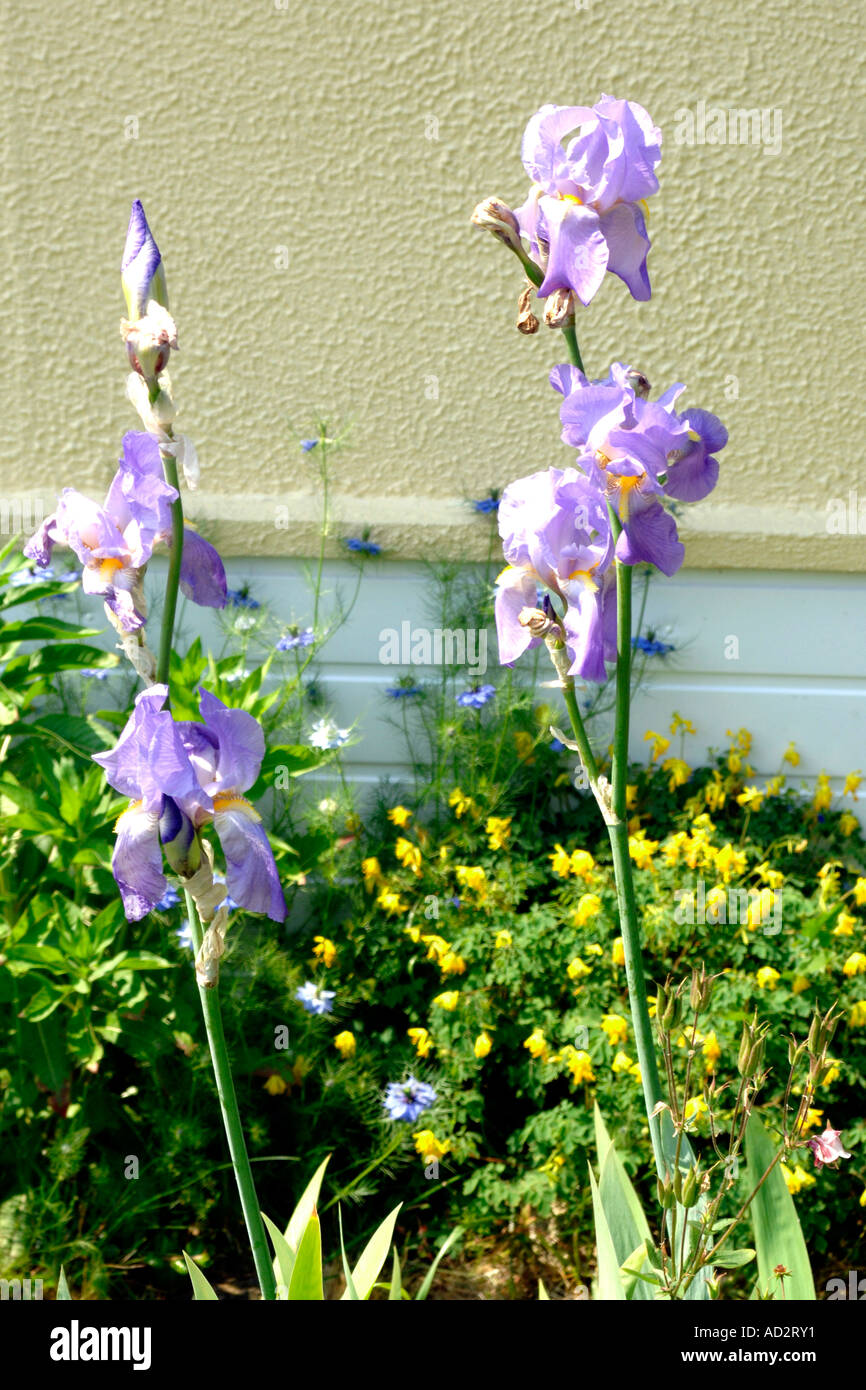 Magnifica viola Iris Barbuto con petali di grandi dimensioni Foto Stock