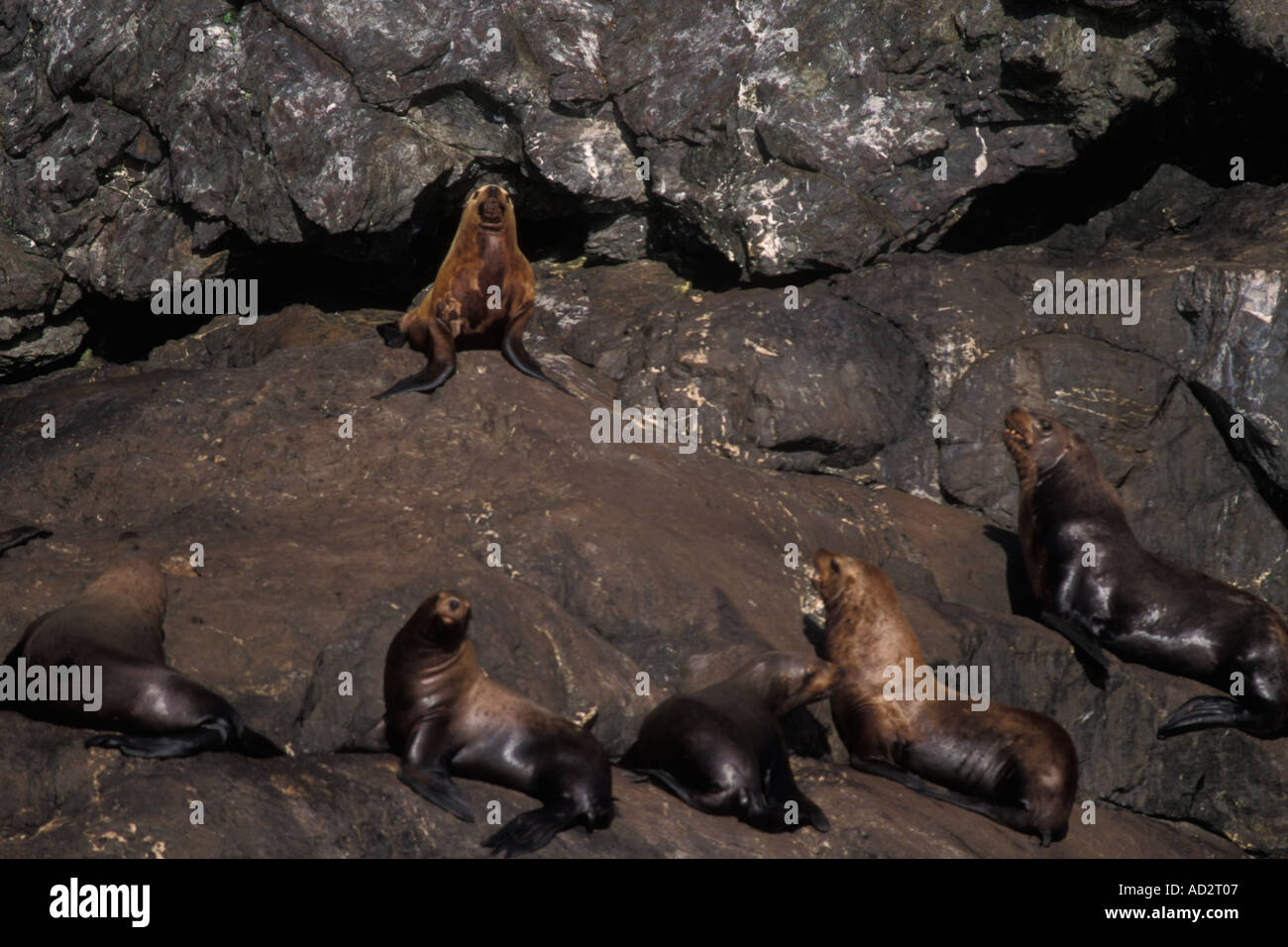 In via di estinzione Steller leoni di mare Eumetopias jubatus ensoleillement stessi nel Parco nazionale di Kenai Fjords Resurrecution Bay Alaska Foto Stock