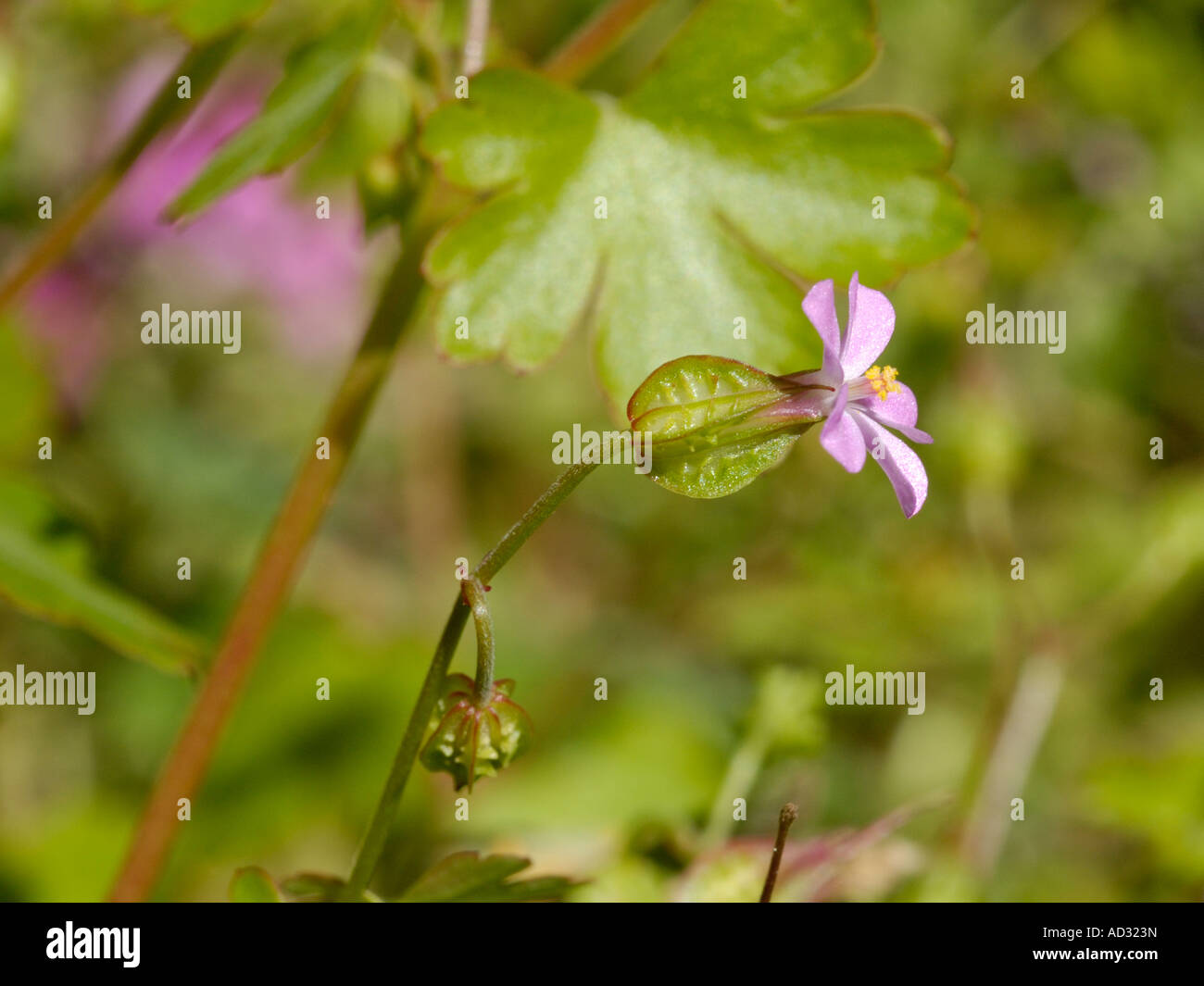Splendente della gru-bill, Geranium lucidum Foto Stock
