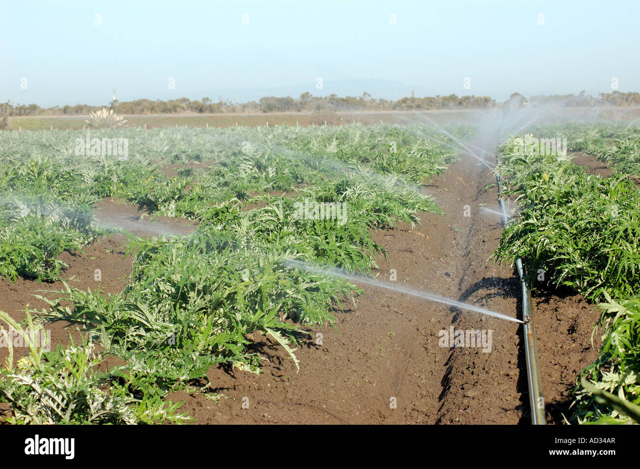 Gli sprinkler nel campo di carciofo vicino a Castroville costa centrale della California Foto Stock