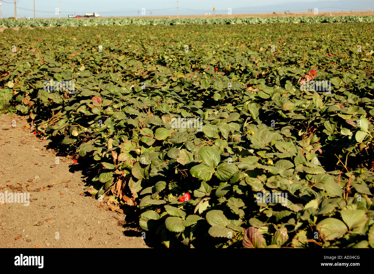 Campo di fragole vicino a Castroville costa centrale della California Foto Stock