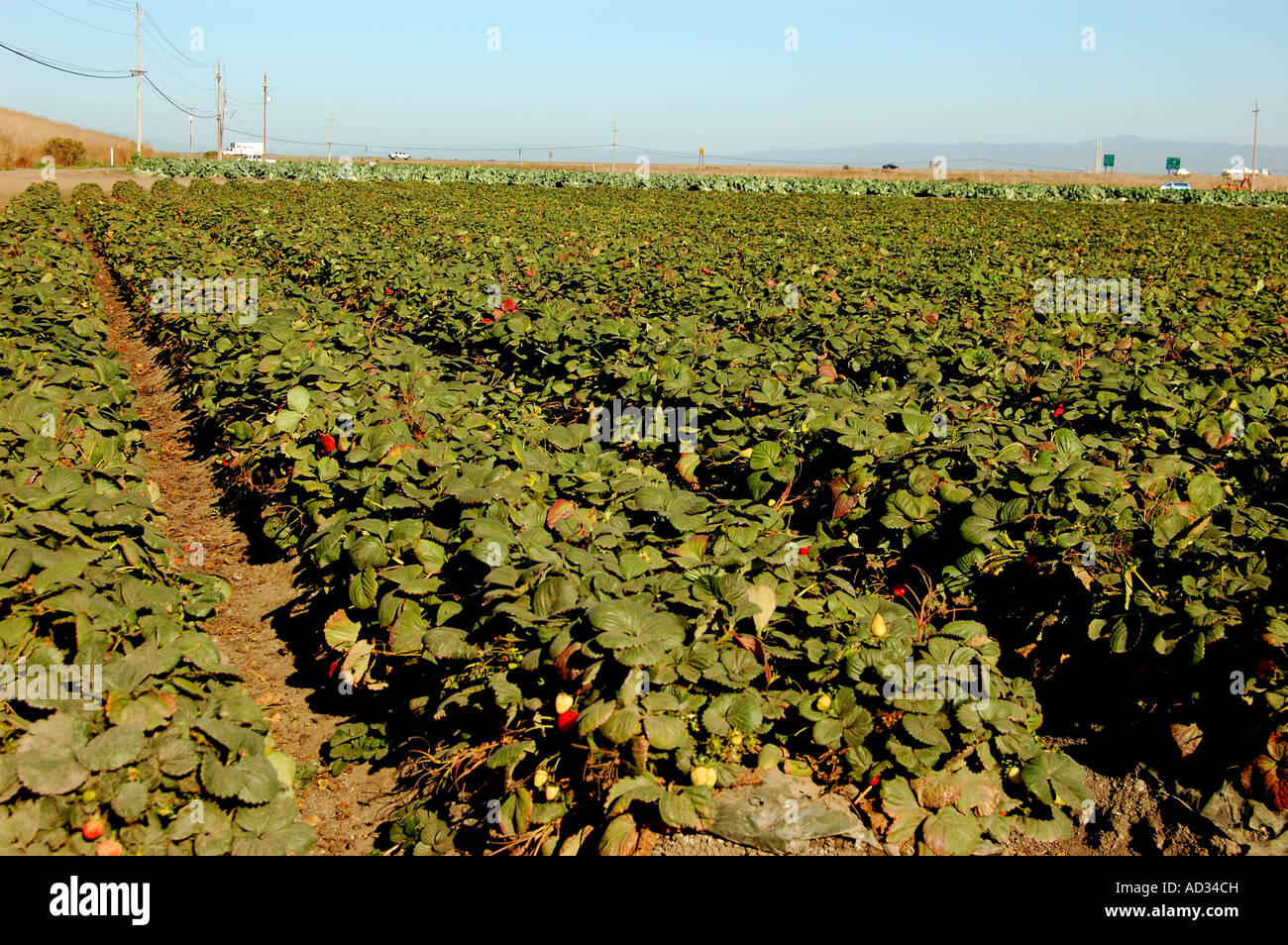 Campo di fragole vicino a Castroville costa centrale della California Foto Stock
