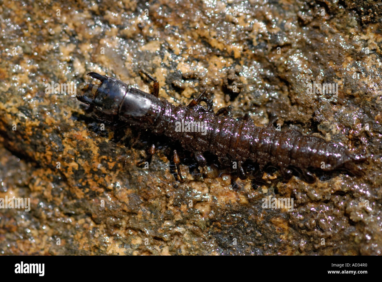 Hellgrammite Dobsonfly larva, Corydalus sp., su un flusso rock Foto Stock