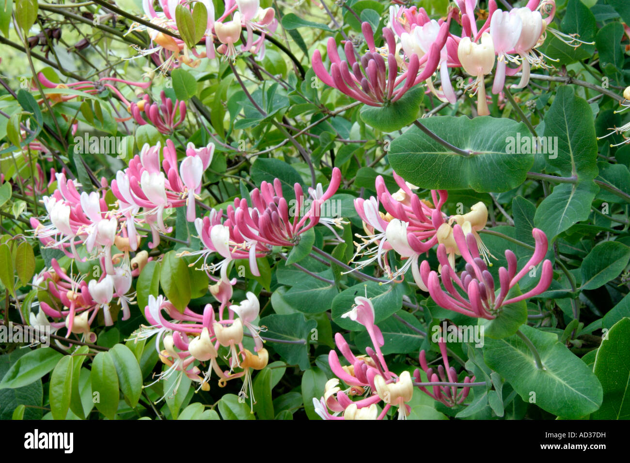 Lonicera x americana syn italica viene intonacata in vistose fioriture durante il mese di maggio Foto Stock