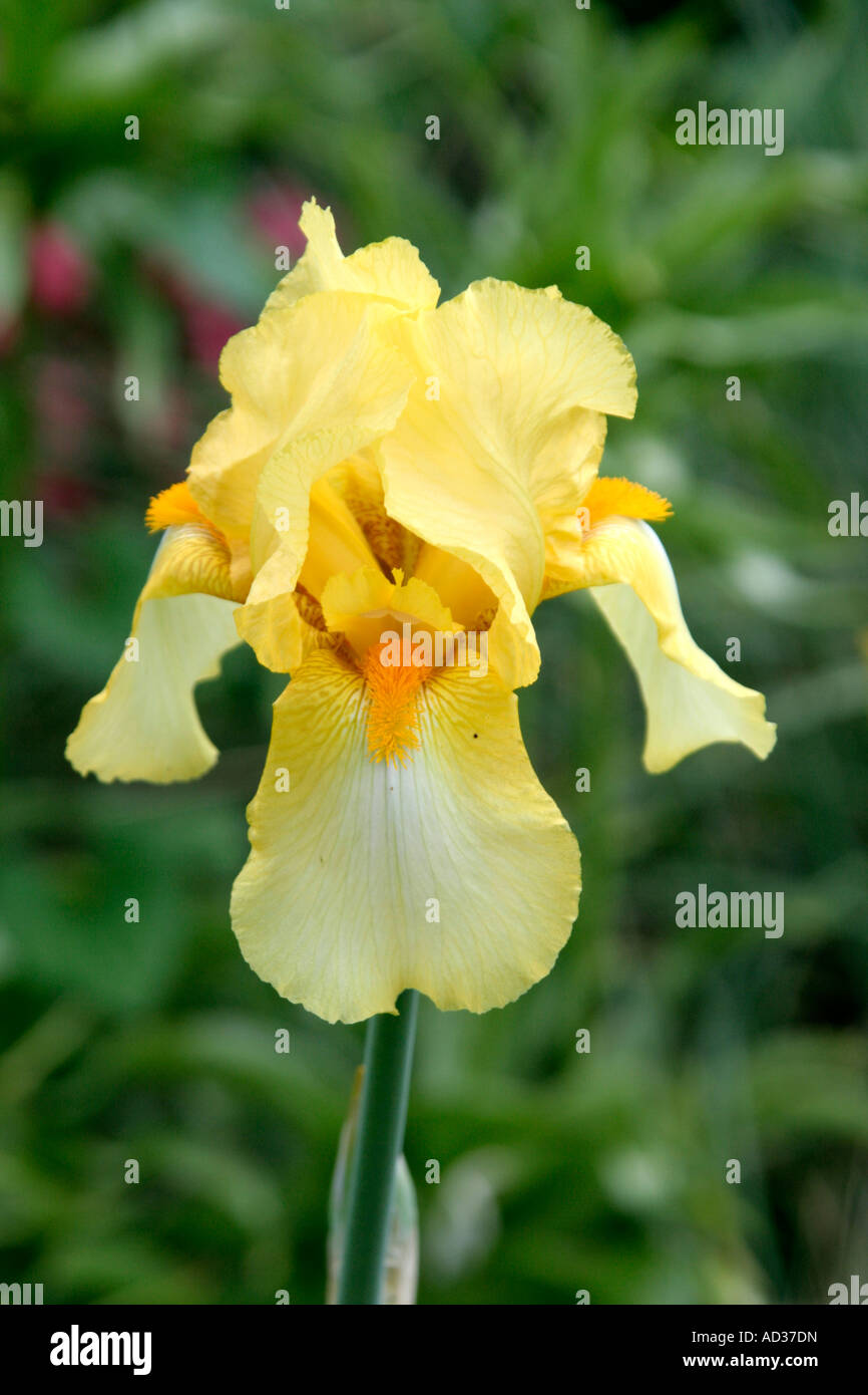 Tall barbuto Iris Primula pallido nel Maggio Foto Stock