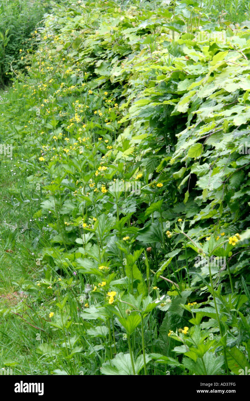 Giardino fondi hedge con buona gestione possono fornire un attraente di lamina non invasiva piante native Foto Stock