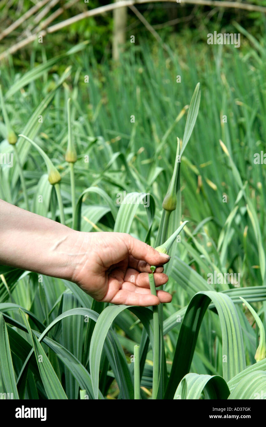 Jumbo o aglio elefante tenta di fiore in primavera queste devono essere rimosse non appena sono visualizzati Foto Stock