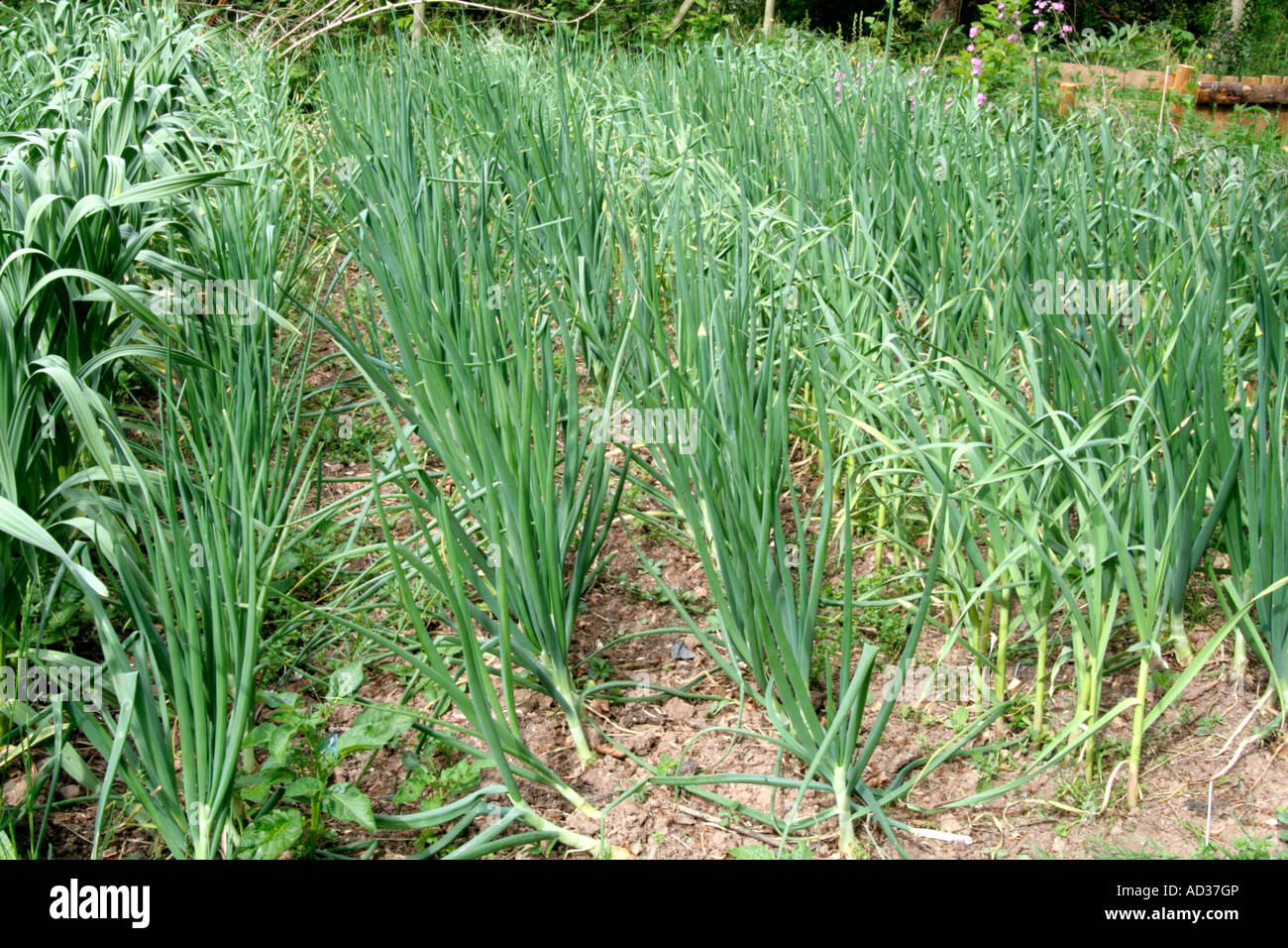 Intercropping autunno le cipolle con aglio e aglio elefante Allium Ampeloprasum Foto Stock