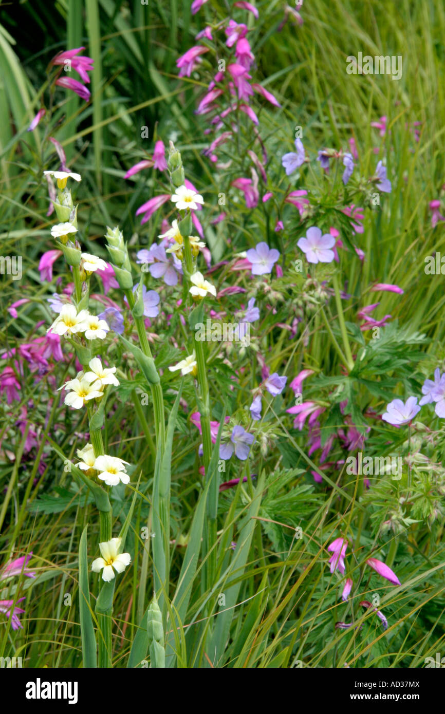 Sisyrinchium striato con Gladiolus italicus e Geranium pratense in Holbrook Garden Foto Stock