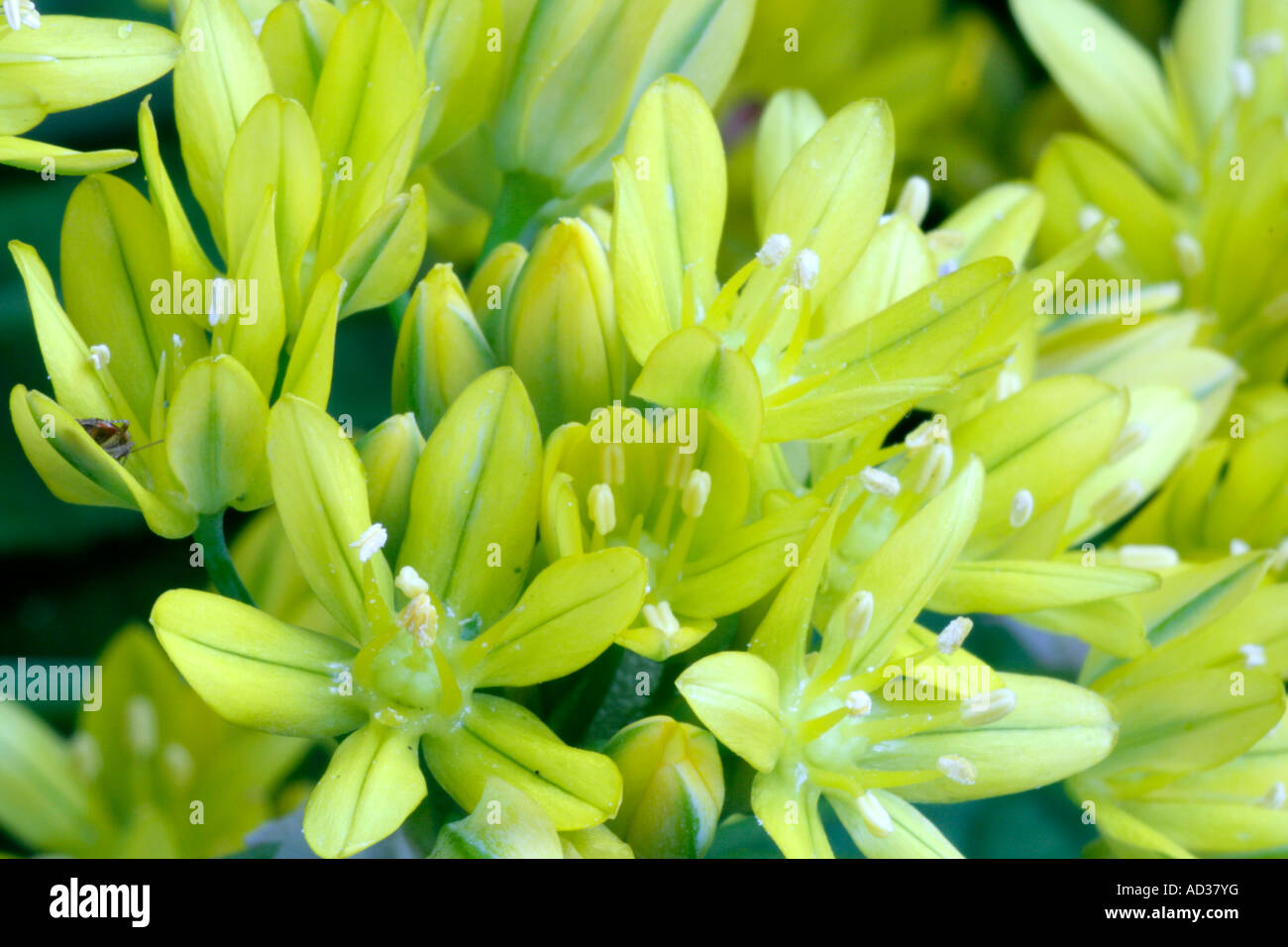 Allium moly verso la fine di maggio Foto Stock